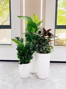 专业花木出租，为宁波添一抹绿意